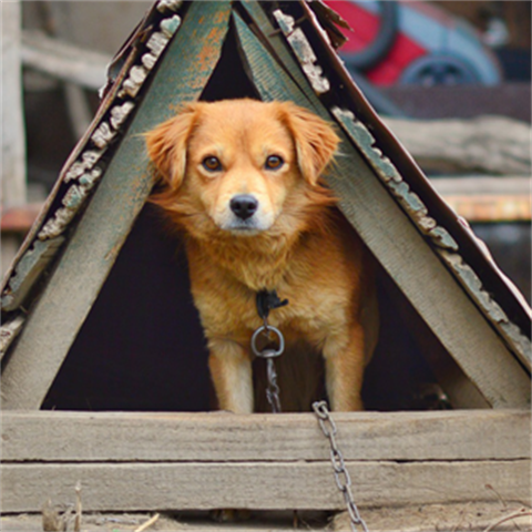 dog in a dog house